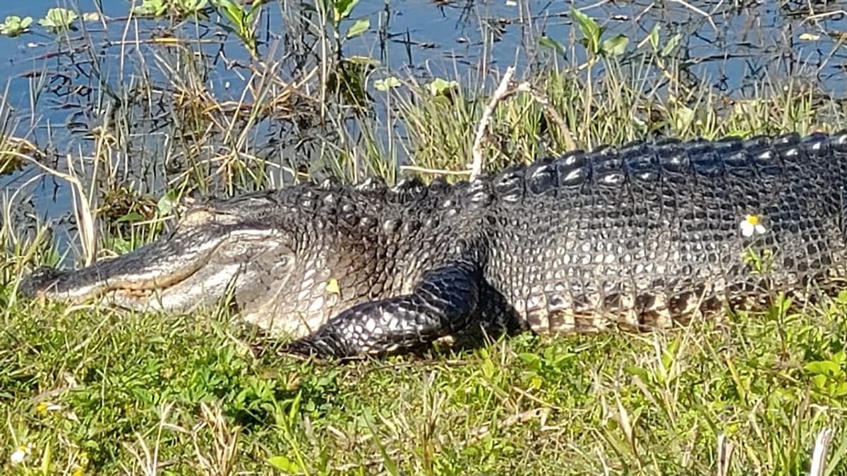 Alligator Sighting Briefly Delays Delta Flight in Georgia