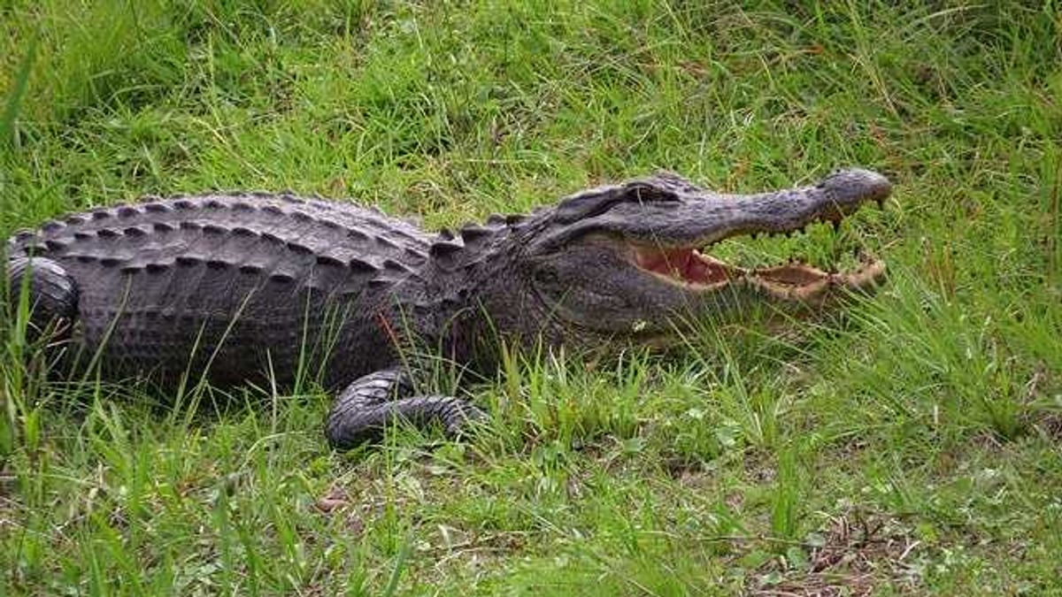 Alligator Near Runway Briefly Delays Delta Flight in Georgia