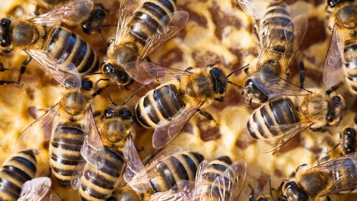 Bee Swarm on Engine Delays American Airlines Flight