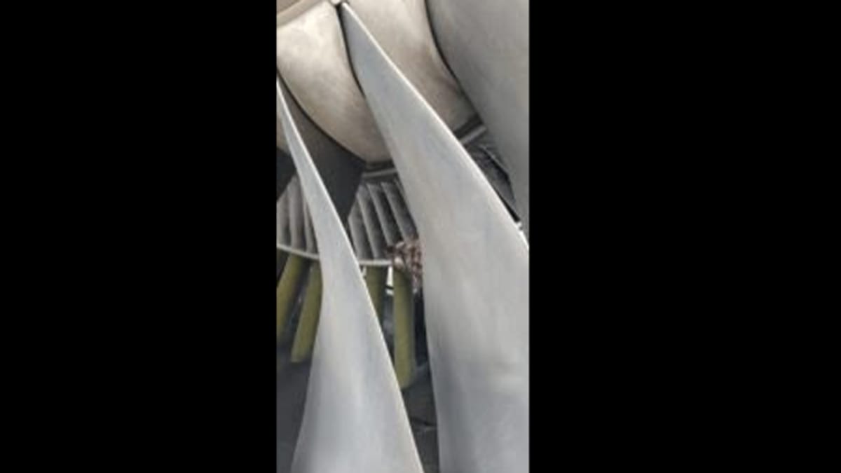 Bird Strike Forces United Nigeria Flight Cancellations and Delays