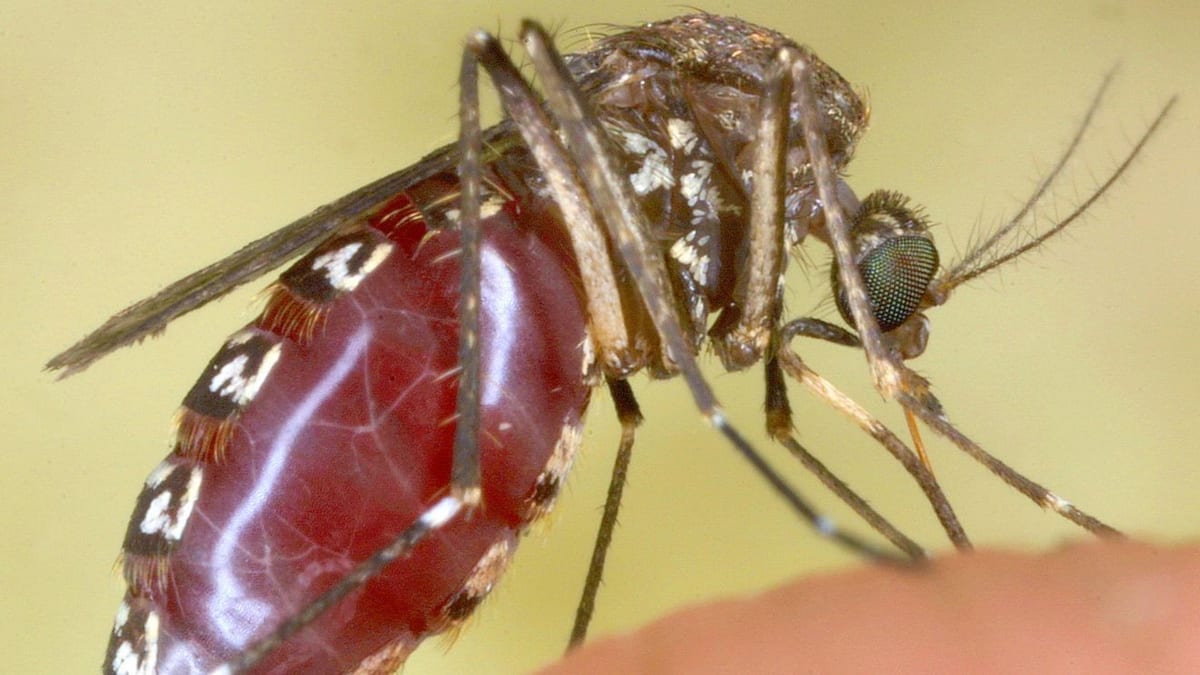 CDC issues global travel alert for dengue ‘breakbone fever’