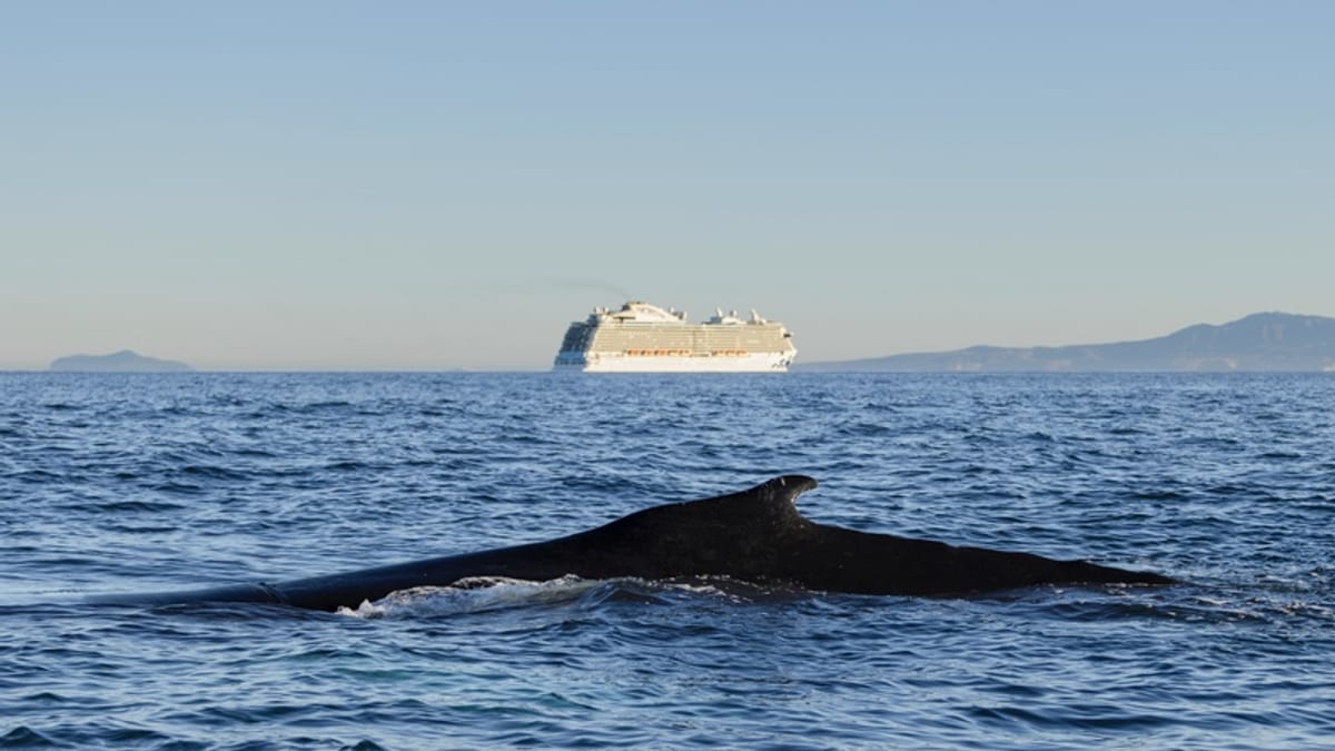 Cruise Industry Urged To Join Global Fight Against Whale Strikes