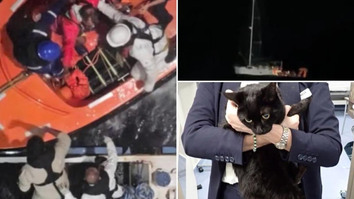 Cruise Guests Watch Dramatic Rescue of Sailor and Cat