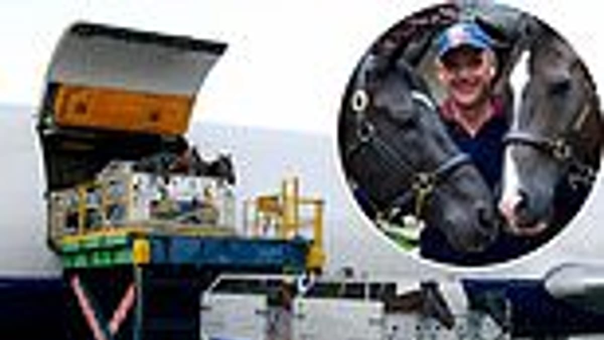 Flying horses: Groom details epic UK to Sydney airlift