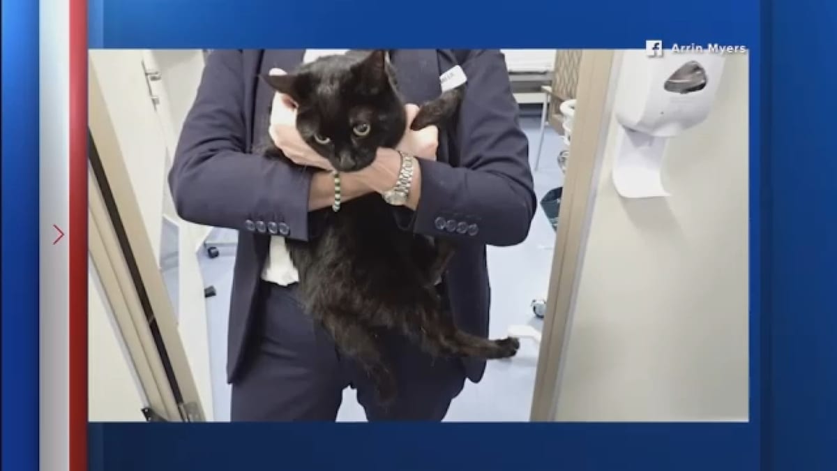 Galveston Cruise Ship Rescues Stranded Sailor and Cat in Gulf