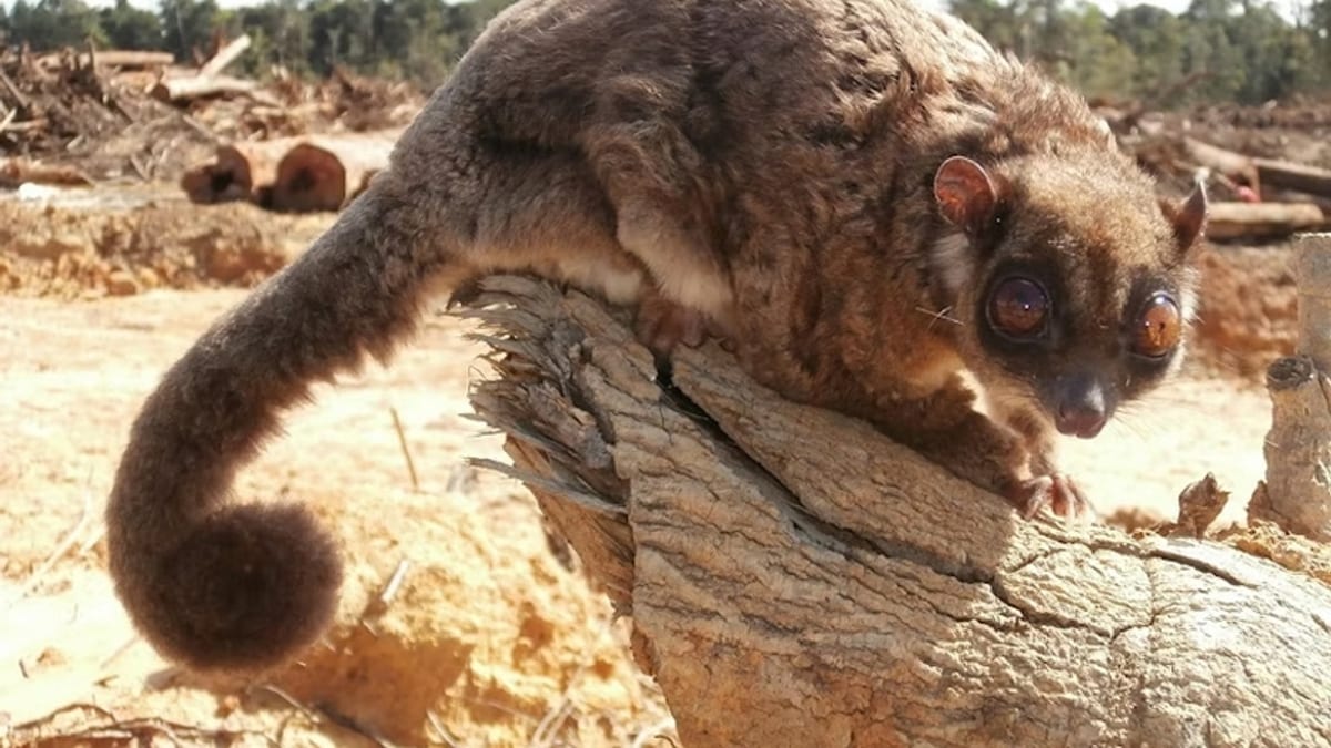Heritage Efforts Spotlight Rediscovery of ‘Extinct’ Marsupials