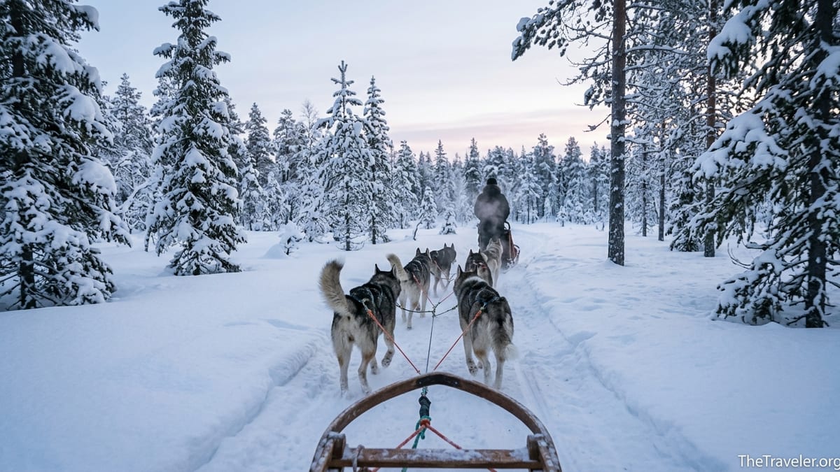 Husky team pulling a sled through snowy Lapland forest under soft Arctic light