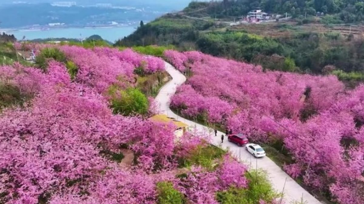 Jinlong Village Cherry Blossom Festival Boosts Rural Tourism