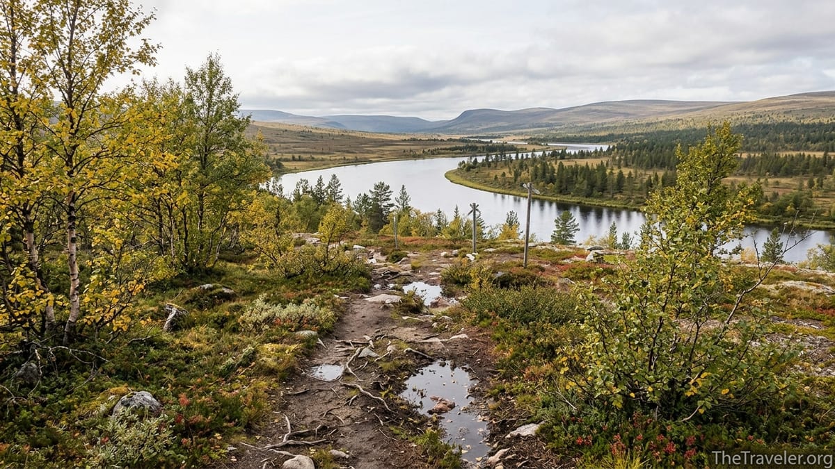 Autumn trail above the Lemmenjoki river winding through birch forest in Finnish Lapland.