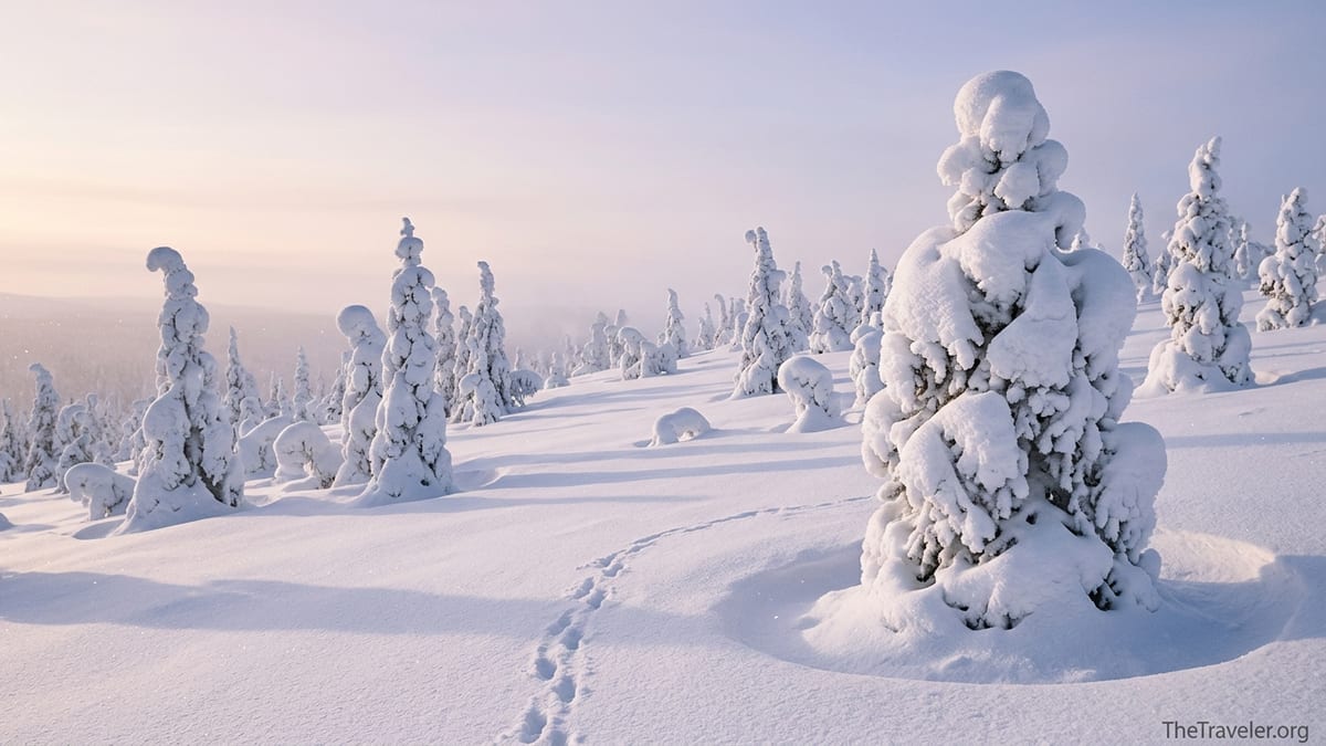 The Snow-Covered Trees of Riisitunturi Are Better Than the Photos