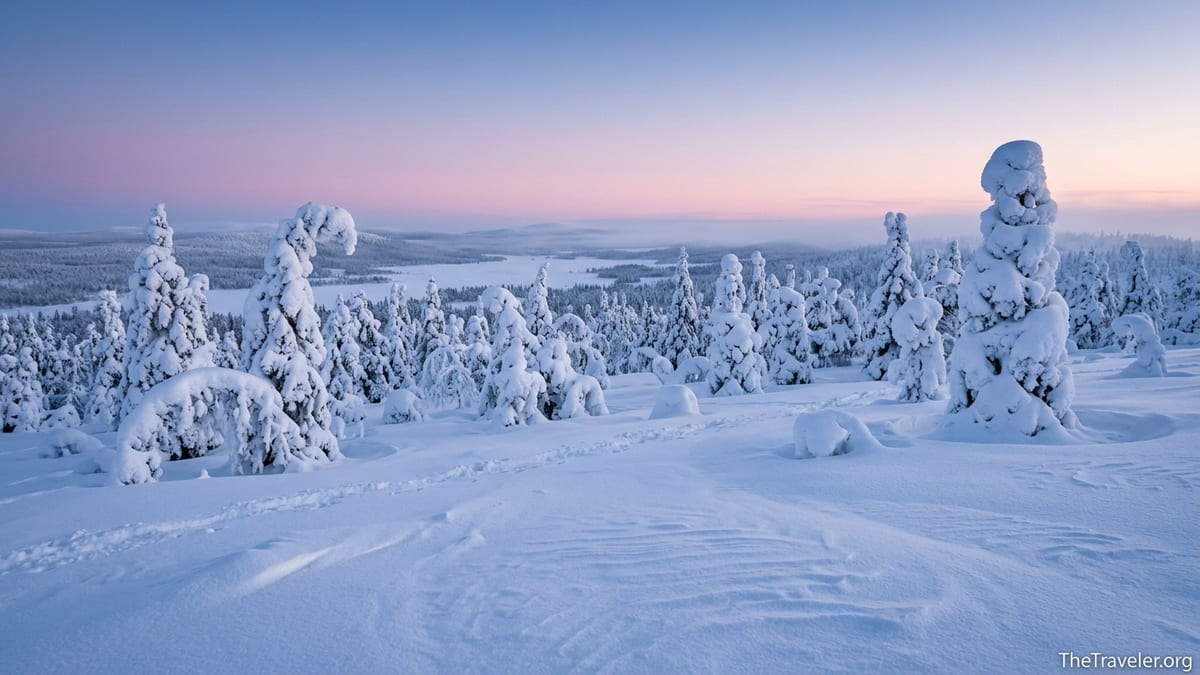 Snow-laden spruce trees on Riisitunturi Fell glowing under a pastel blue and pink Arctic sky.