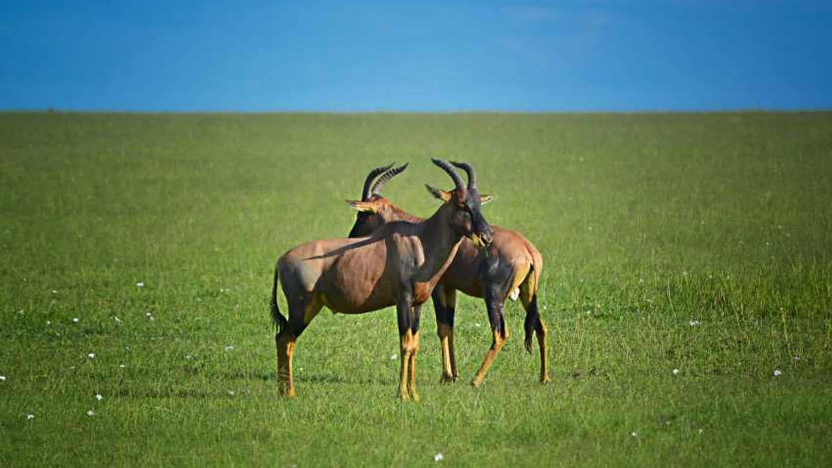 The Conscious Safari: Ethical Wildlife Tourism Rises in Kenya